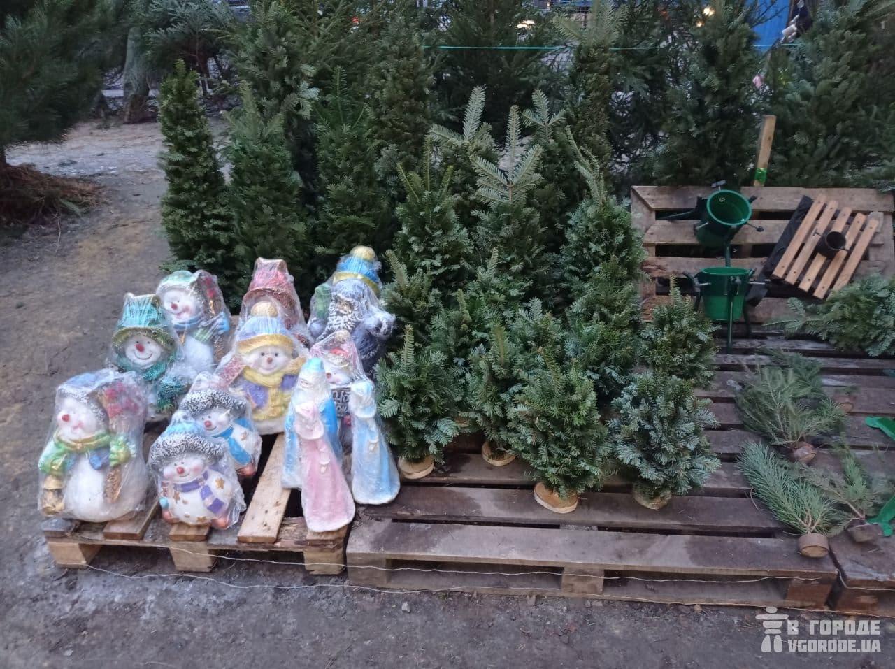 Цены на елки в Харькове 2020: самые дешевый вариант - ветки в пеньке. Фото: Vgorode